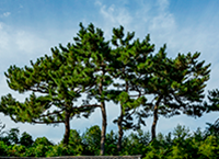 교목